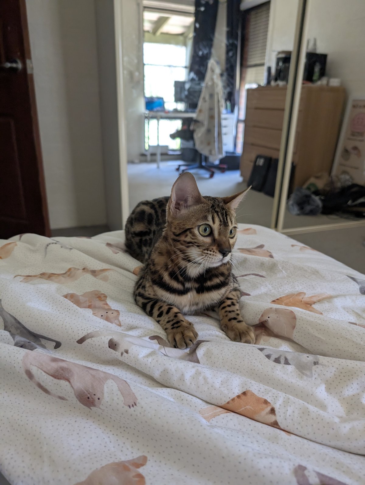 Photo of my cat Pixel