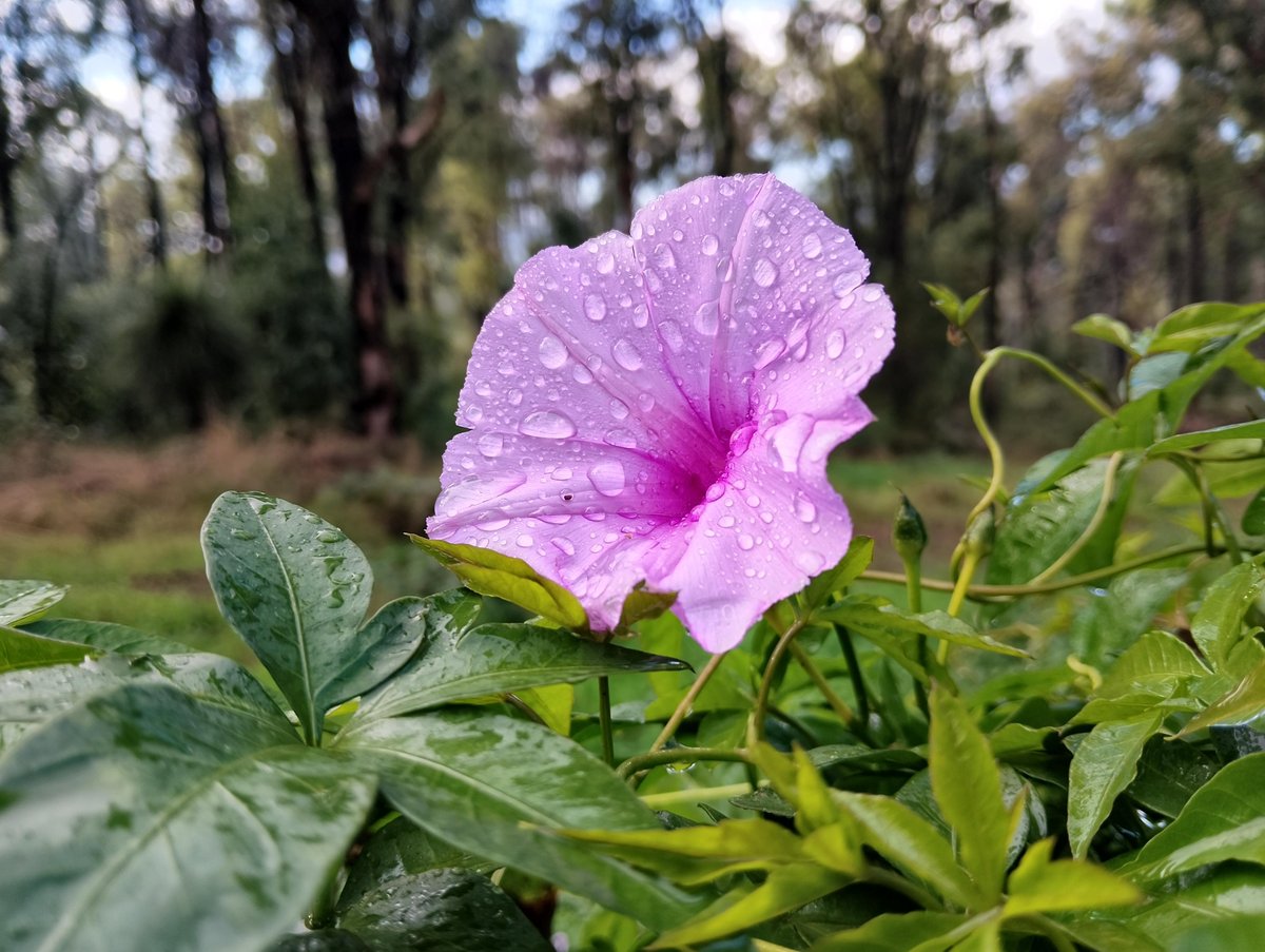 Flower of the purple kind