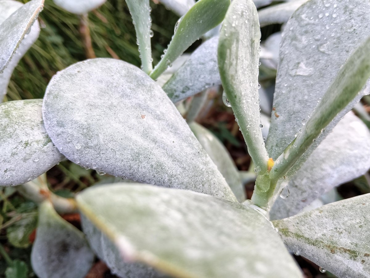 Blue plant thing with water droplets and stuff