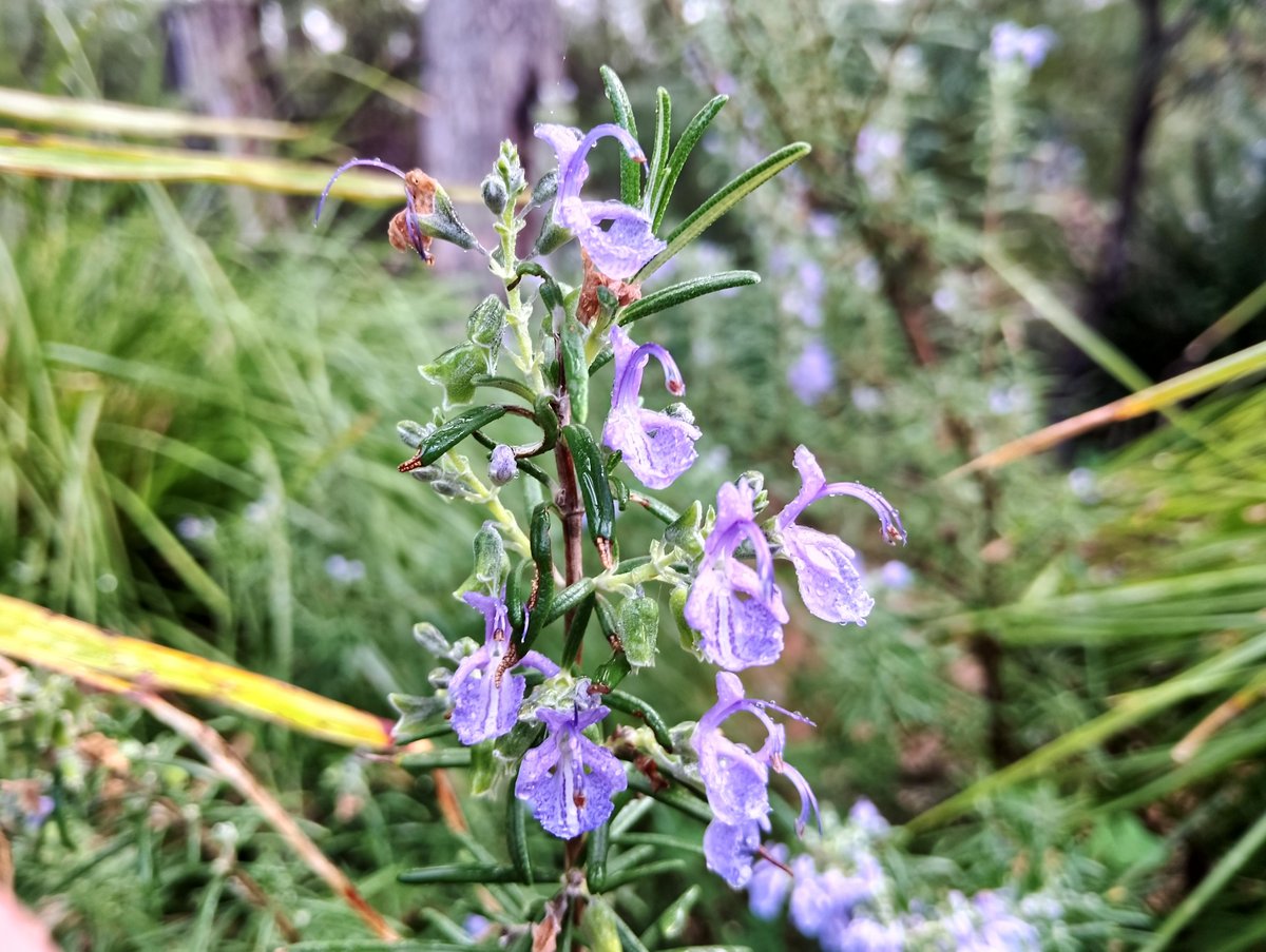 Another flower, again of the purple kind